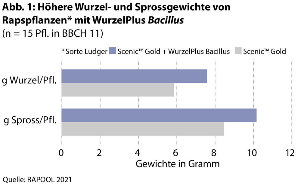 Höhere Wurzel- und Sprossgewichte von Rapspfl anzen* mit WurzelPlus Bacillus