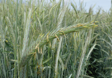 Strategie gegen Futterknappheit 2023: mit Getreide-GPS flexibel bleiben