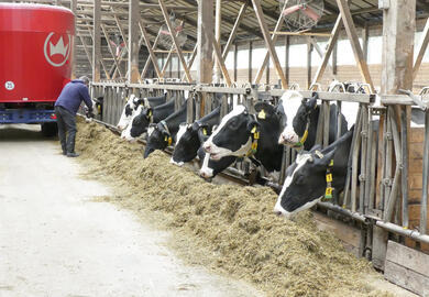 Praxis-Fütterungsversuch: Was bringt SU MILK BOOST im Stall?