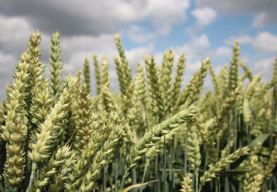 Weizen- und Roggensorten mit höherer Stickstoffeffizienz