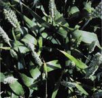 Sortenunterschiede Blattseptoria (LSV Eichhof 21. Juni 2006) SKAGEN E unbehandelt, kaum Spetoriabefall (Note 3)