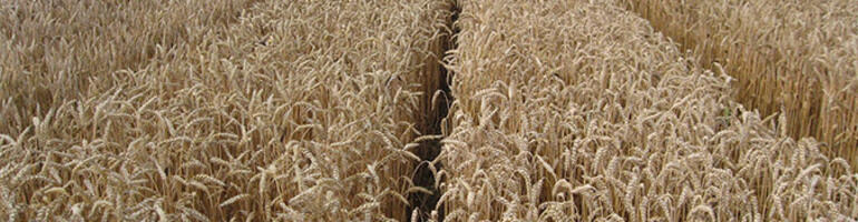 GENIUS Breeding Alliance: Das Züchterbündnis hinter erfolgreichen Weizensorten