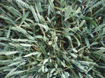 AKTEUR - Unterschiede bei Blattseptoria, Landessortenversuche Eichhof 21. Juni 2006, unbehandelt