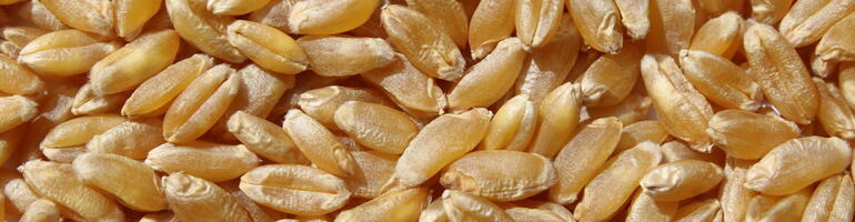 Kommentar: Deutsche Qualitäten überzeugen – warum Landwirtinnen und Landwirte jetzt Durum anbauen sollten