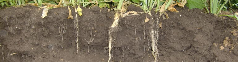 Zwischenfrucht- und Mikrobiommanagement unterstützen den Kartoffelanbau