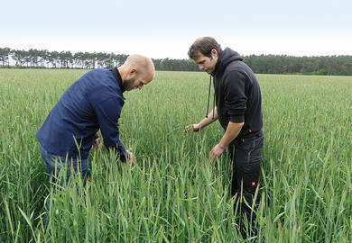 Hybridroggen: Oft ökonomischer als Weizen