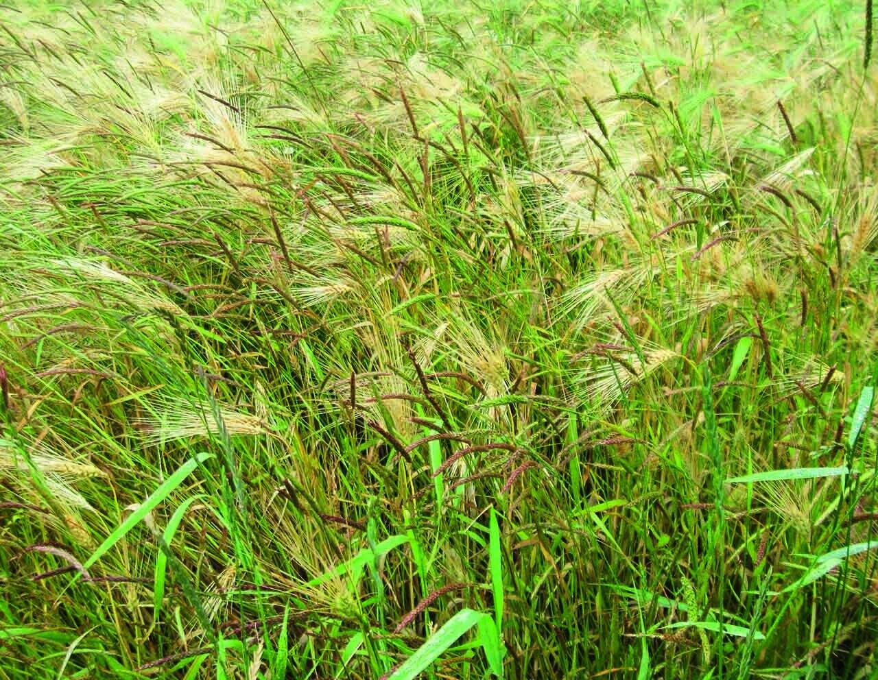 Ackerfuchsschwanz ist regional ein großes Problem.