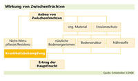 Wirkung von Zwischenfrüchten