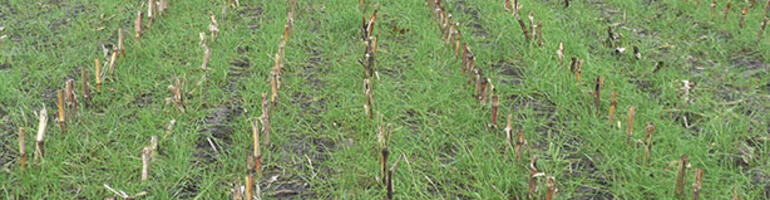 Ziel: ganzjährige Dauerbegrünung