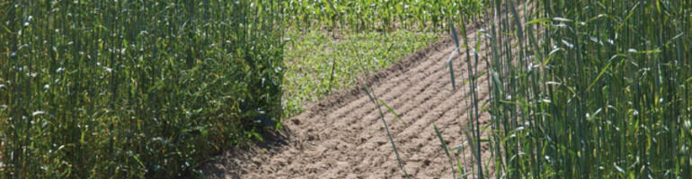 Biogas aus Getreidesilagen