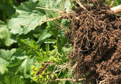 Gelbsenf am Pranger: Zwischenfrucht-Klassiker oder Auslaufmodell?