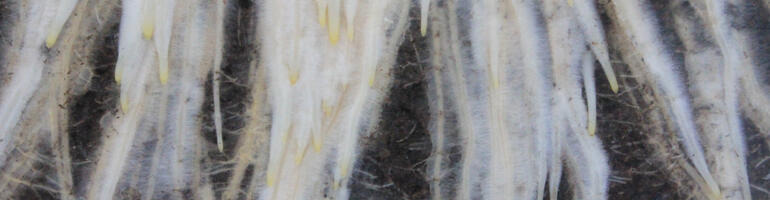 Wurzelkraft statt Proteindruck: Potenzial des Roggens in modernen Getreidefruchtfolgen