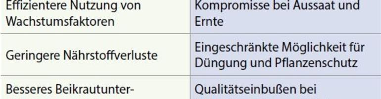 Mehr Ertragssicherheit bei Körnerleguminosen