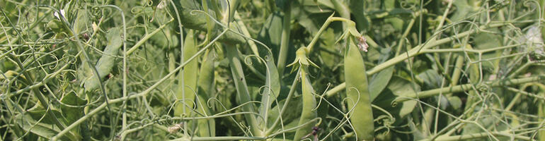 Sortenwahl im Frühjahr 2021 – mehr Vielfalt weniger Risiko