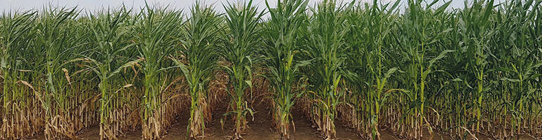 Mehr Effizienz: teilflächenspezifische Maisaussaat