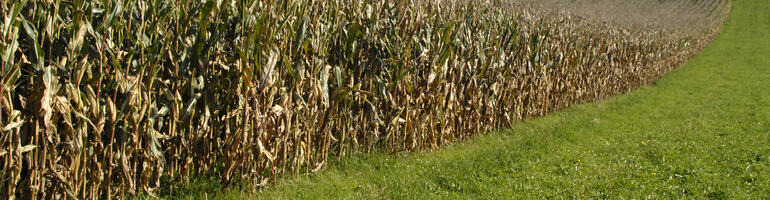 Mit und trotz DVO –Maisfruchtfolgen sinnvoll gestalten