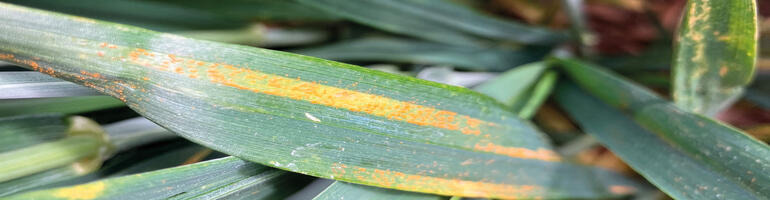 Gelbrost bei Weizen – aktuelle Veränderungen aus britischer Sicht