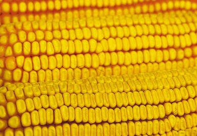 Früher Körnermais: Flint- oder Dent-Typ – wer ist besser?