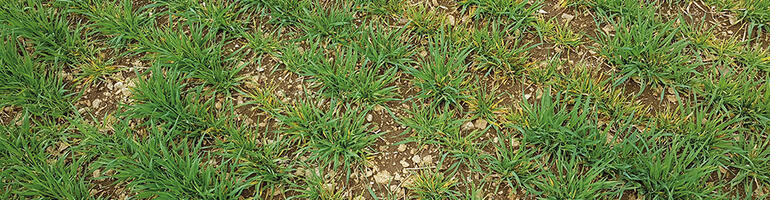 Monitoring von Viruserkrankungen in Gerste – machen Sie mit!