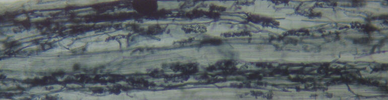 Mykorrhiza im Getreide: Unterschiede nutzen – Erträge stabilisieren, Bewirtschaftung optimieren