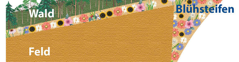 Blühflächen und Ackerrandstreifen richtig anlegen