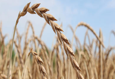 Dinkel – Alternative auf Grenzstandorten