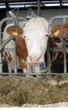 Jahrgang 2002, älteste Kuh im Stall, keine Fruchtbarkeitsprobleme: Extra