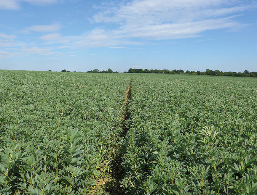 Quelle: LS Plantbreeding