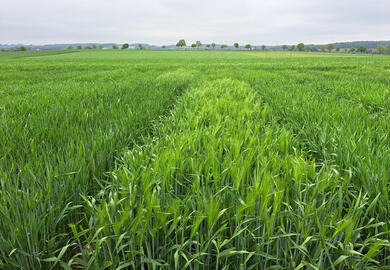 Frühe Wintergerstensorten: Bestandesführung anpassen, Vorteile nutzen