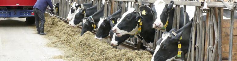 Praxis-Fütterungsversuch: Was bringt SU MILK BOOST im Stall?