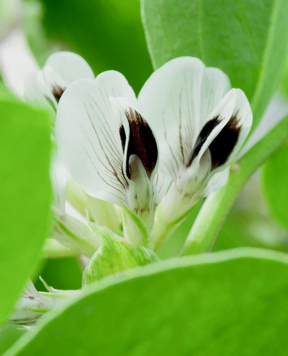 Leguminosen für ein „bürokratiearmes“ Greening
