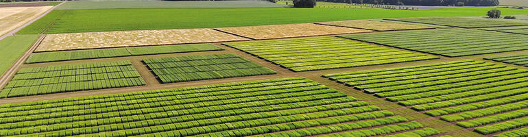 Wie weit liegen ökologische und konventionelle Pflanzenzüchtung auseinander?