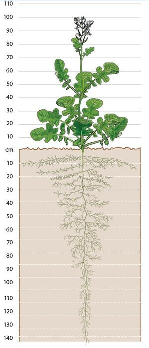 Wurzelbildung Ölrettich