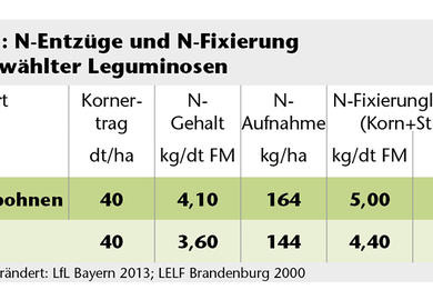 Düngeverordnung und Leguminosen: Das N-Management auch bei Leguminosen überdenken