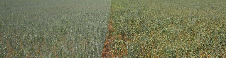 Von staunass bis staubtrocken: Wie Wetterextreme die Nährstoffdynamik beeinflussen