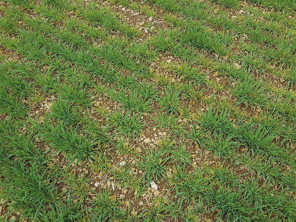 Virusbefall; Bild Munz