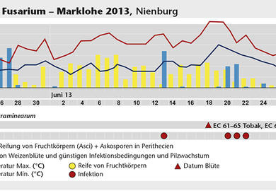 Können wir anfällige Weizensorten anbauen?