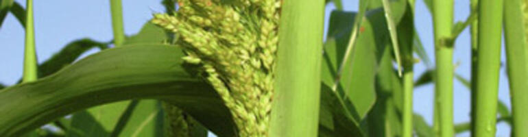 Neue Sorghumsorten - nur Kompromisse in Sicht?