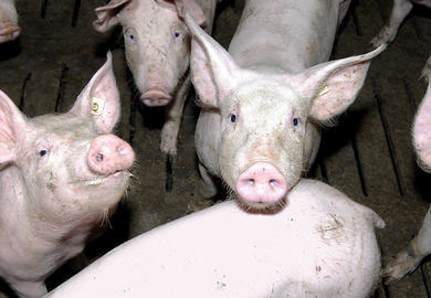 Gesunde und zufriedenere Schweine durch Ballaststoffe?