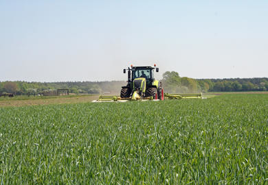 Ist Grünschnittroggen in der Fütterung eine Alternative zu Welschem Weidelgras?
