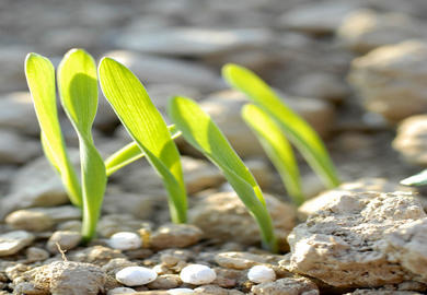 Frühjahrsbestellung 2023 – das ist zu beachten!