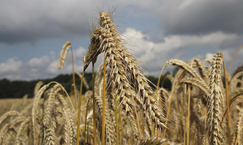 Roggen, Weizen oder Triticale: Jede Kultur reagiert anders.