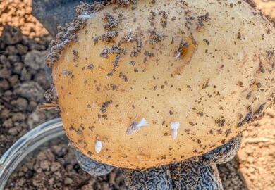 Schilf-Glasflügelzikade – neue Herausforderung auch für die Kartoffelzüchtung