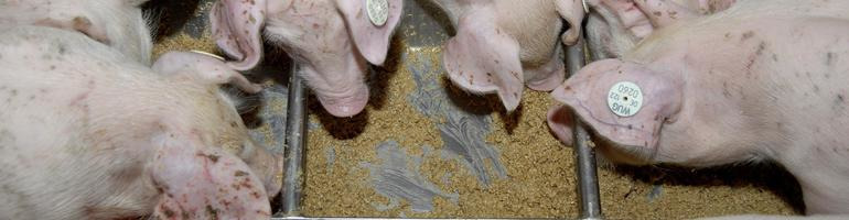 Neues Forschungsprojekt in der Schweinefütterung