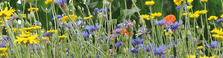 Meinung: Landwirtschaft und Wertewandel – „Besser Teil der Lösung“