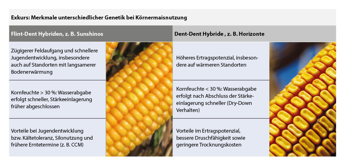 Merkmale Flint/Dent im Vergleich; zum Vergrößern anklicken
