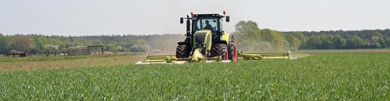 Ist Grünschnittroggen in der Fütterung eine Alternative zu Welschem Weidelgras?