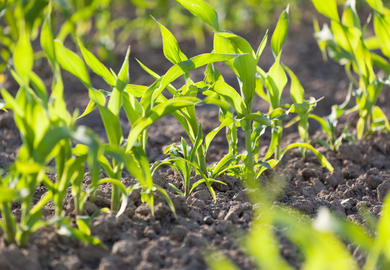 Herbizidresistenz und Wasserschutz: Was geht noch?