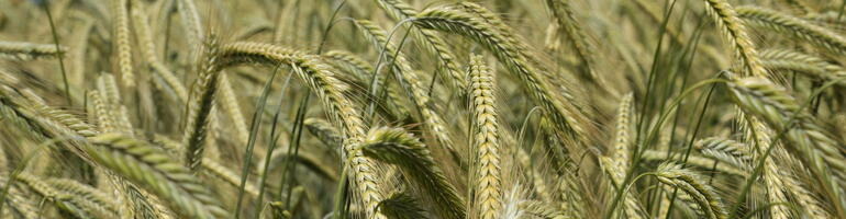 Hybridroggen: Oft alternativlos und manchmal die beste Alternative