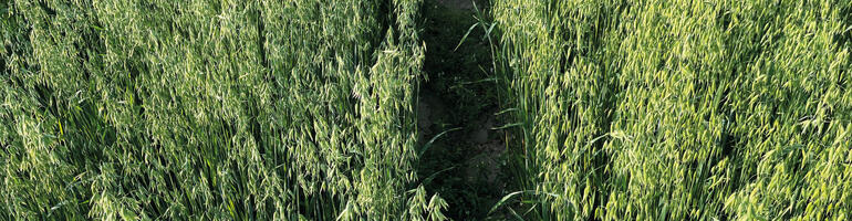 Sommerhafer in Herbstaussaat – ja, aber richtig!